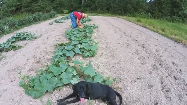 Agricoltore in giardino raccogliendo verdure — Video Stock