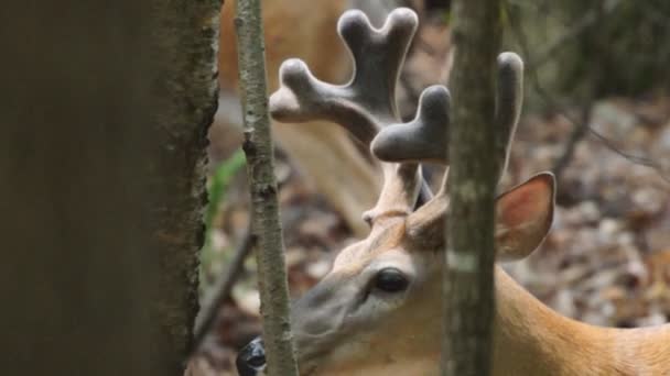 Whitetail Deer mature buck — Stock Video