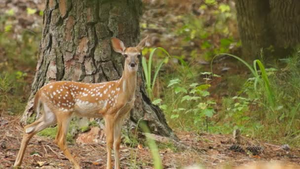 Fawn Whitetail Deer hiding in forest — Stock Video