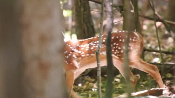 Fawn cervo Whitetail — Video Stock