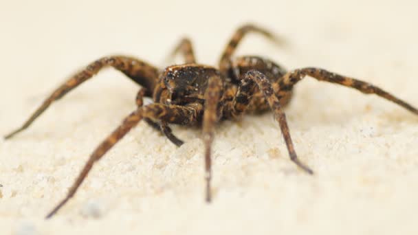 Lobo araña en la arena — Vídeo de stock