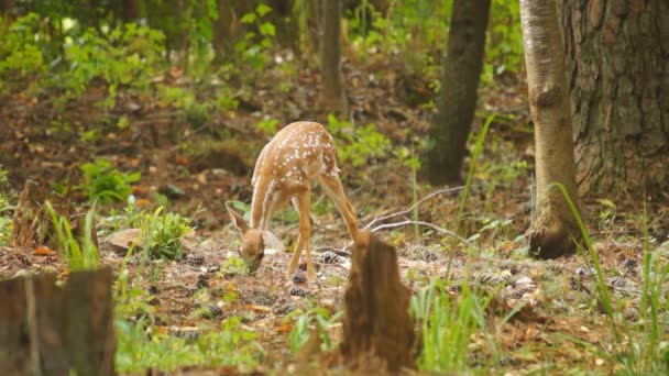 Fawn whitetail rådjur — Stockvideo