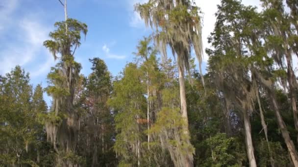 Cypress trees on Suwanee River — Stock Video