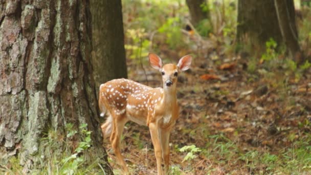 Fawn cola blanca ciervo escondido en el bosque — Vídeo de stock