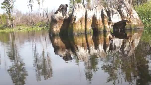 Ciprés tronco de árbol — Vídeo de stock