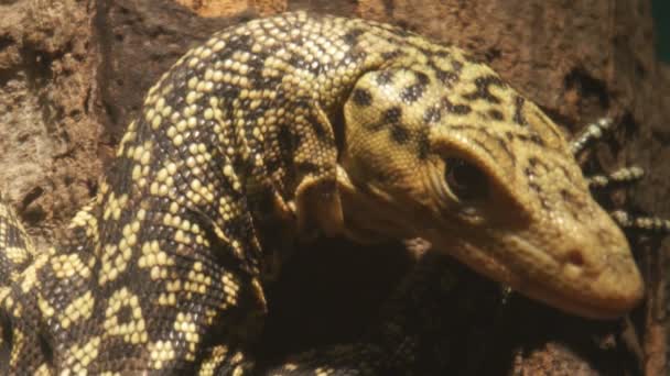 黄色巨蜥 — 图库视频影像