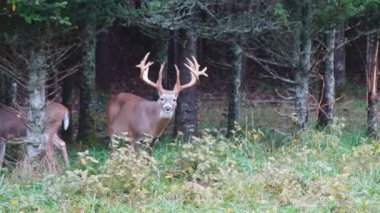 buck Whitetail Geyik Olgun