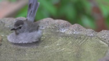 Catbird yıkanan bir birdbath gri