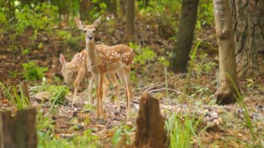 açık kahverengi whitetail geyik