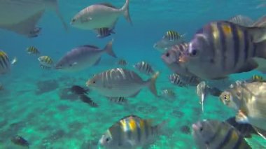 Balık arasında şnorkel