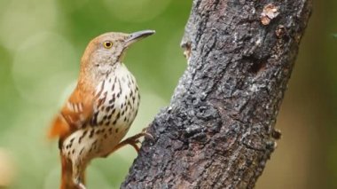 Brown Thrasher