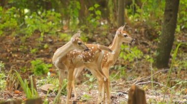 Açık kahverengi Whitetail Geyik ormanda saklanıyor