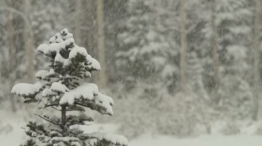 Kar fırtınası sırasında çam ağaçları