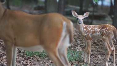 Annesi ile açık kahverengi Whitetail Geyik