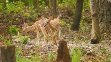 açık kahverengi whitetail geyik