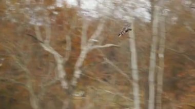 Ördekler açılış