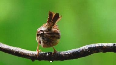 Carolina Wren küçük ötücü kuş olduğunu