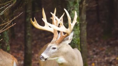 buck Whitetail Geyik Olgun