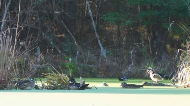 Patos en el lago — Vídeos de Stock