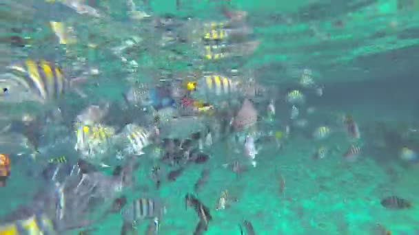 Mergulho de snorkel entre peixes — Vídeo de Stock