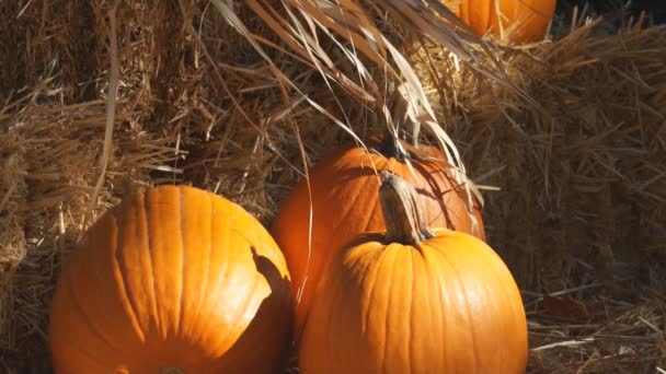 Pumpkins for halloween — Stock Video