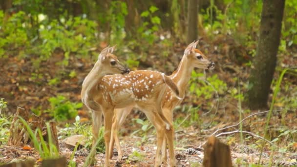 Fawn cola blanca ciervo escondido en el bosque — Vídeo de stock