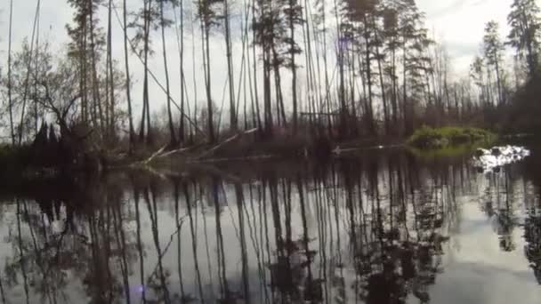 美洲短吻鳄在河上 — 图库视频影像