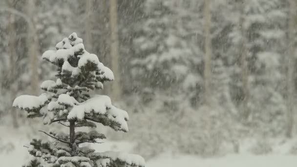 在暴雪的杉树 — 图库视频影像