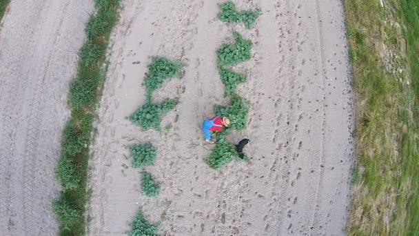 Agricultor en Jardín recogiendo verduras — Vídeo de stock