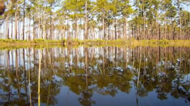 Swamp in a south Georgia — Stock Video