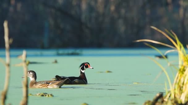 Anatre sul lago — Video Stock