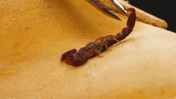 Scorpion du diable du Sud 
