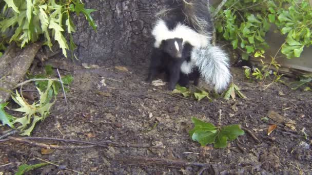 Striped Skunks in Georgia — Stock Video