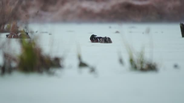 Ducks on lake — Stock Video