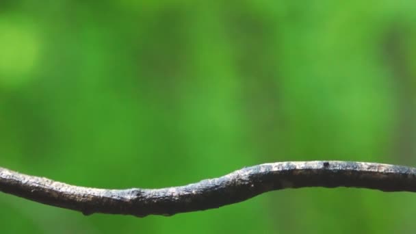 Carolina Wren is small songbird — Stock Video