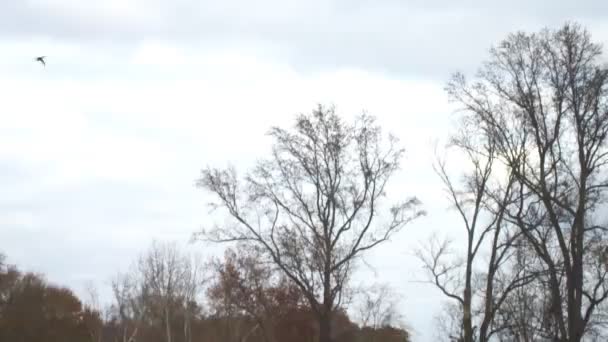 Chasse au canard