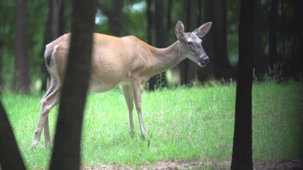 Whitetail rådjur — Stockvideo