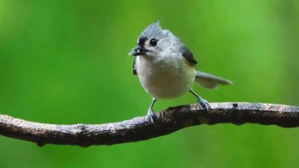 Tufted Titmouse durante la lluvia — Vídeo de stock