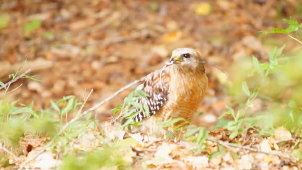 Red-shouldered Hawk jedzenie robak — Wideo stockowe