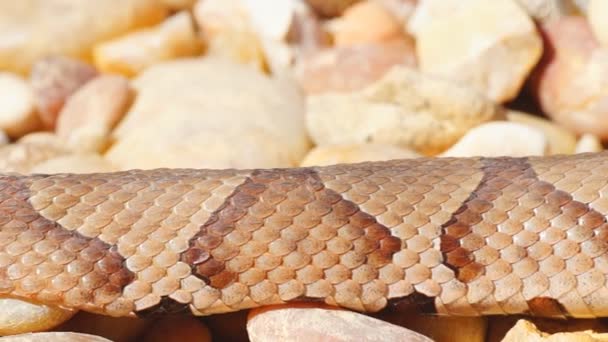 Ядовитый медноголовый змей — стоковое видео