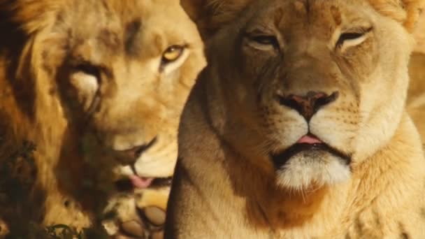 African Lion and lioness — Stock Video