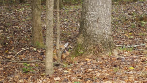 Chevreuil fauve se cachant dans la forêt 
