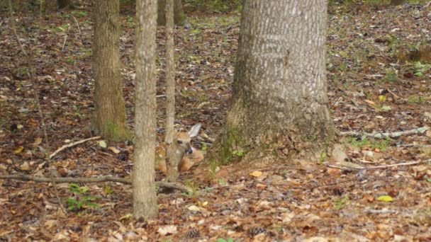 Fawn Whitetail Deer hiding in forest — Stock Video