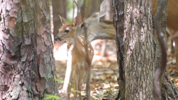 白尾鹿鹿妈妈和宝宝 — 图库视频影像