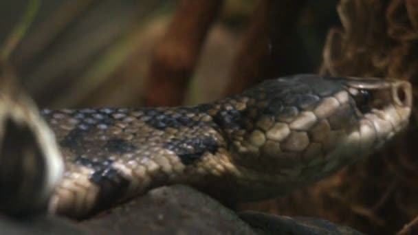 Cottonmouth μοκασίνι είναι δηλητηριώδες φίδι — Αρχείο Βίντεο
