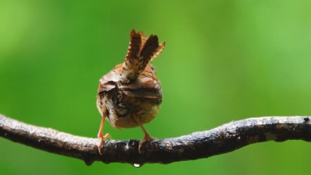 Кароліна крапівник невеликий songbird — стокове відео