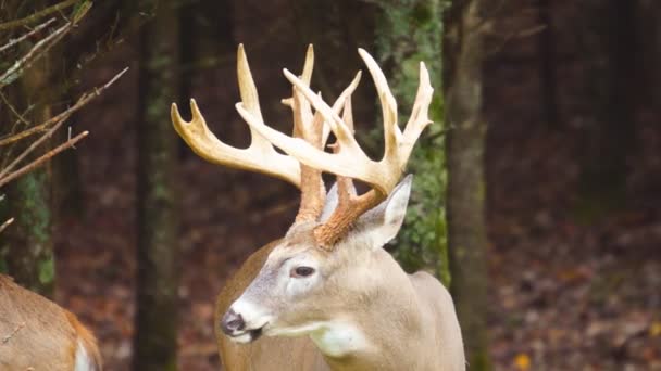 Whitetail Deer mature buck — Stock Video