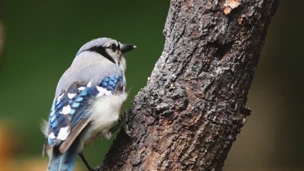 Kék szajkó egy madár — Stock videók