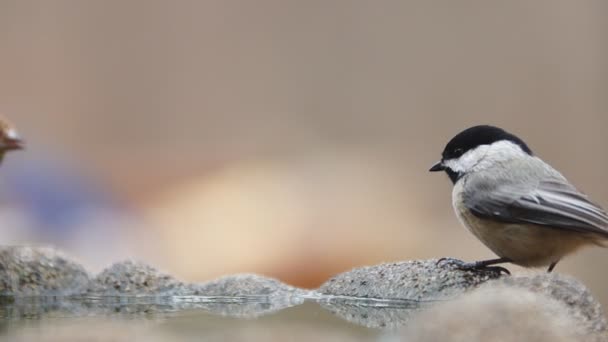 Carolina Chickadee drinking water — Stock Video