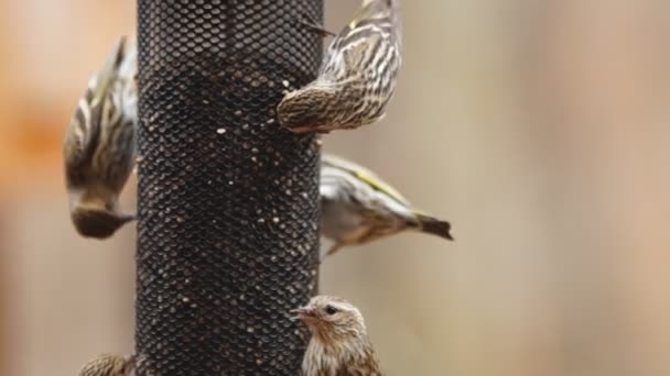 Pine Siskin is North American bird — Stock Video